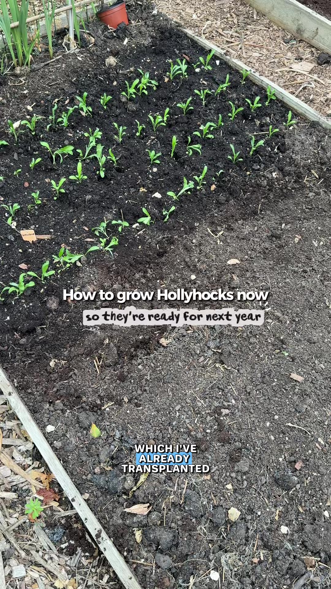@AllotmentOnline
