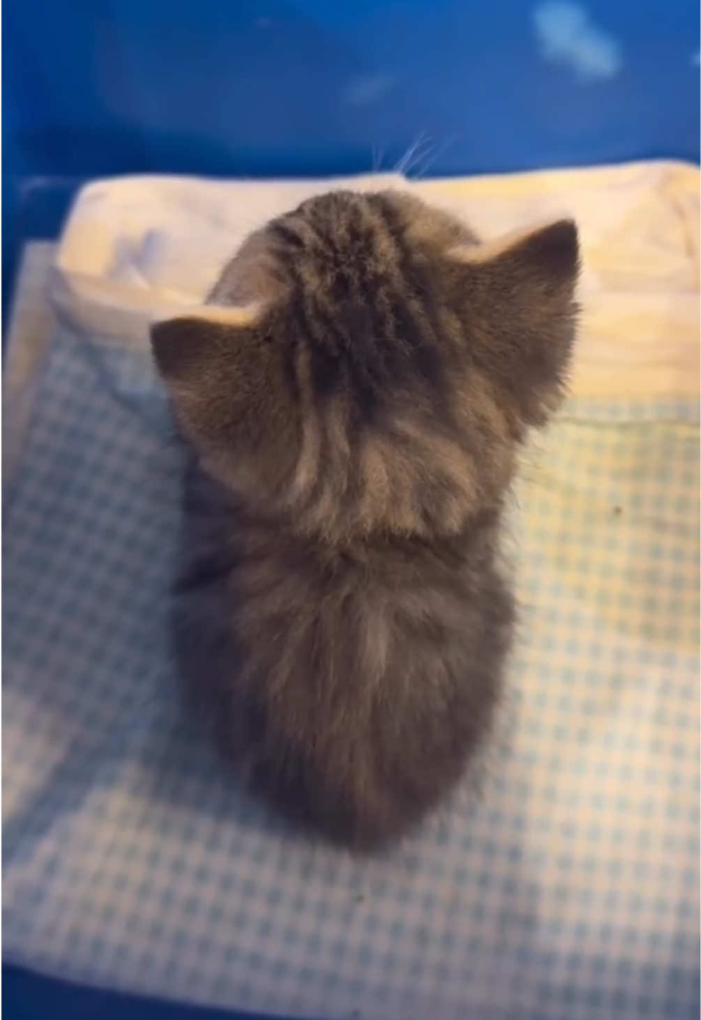 @kloutkittens