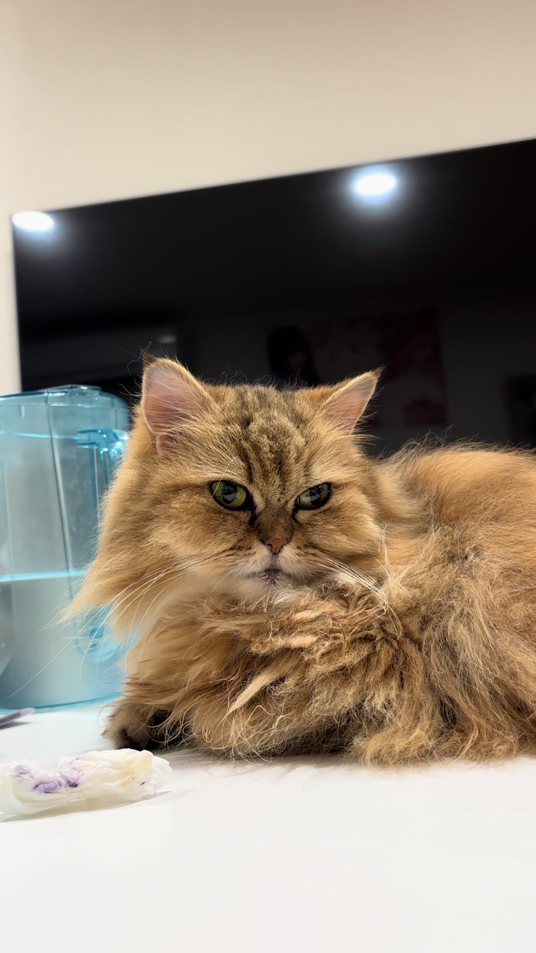 @🦷 Beboo the cat