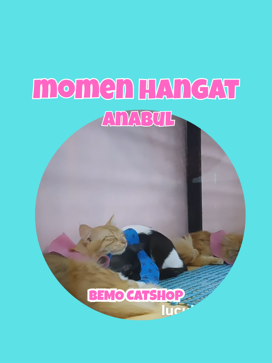 @Bemo Catshop