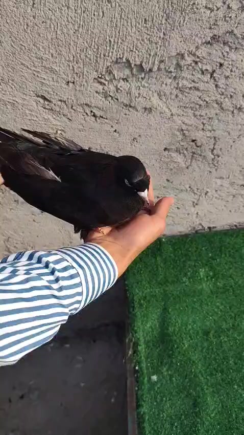 @Hakan Can3472🦅