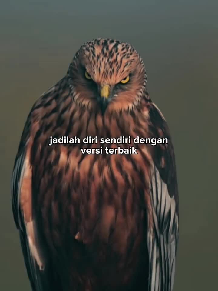 @ᥫ᭡ᴄᴇᴏ_ᴏғ_sᴛᴏʀʏ