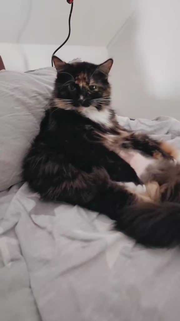 @GlaMurka🐈