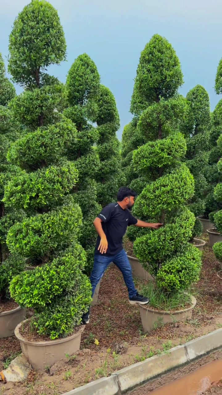 @AGP nursery farm pattoki