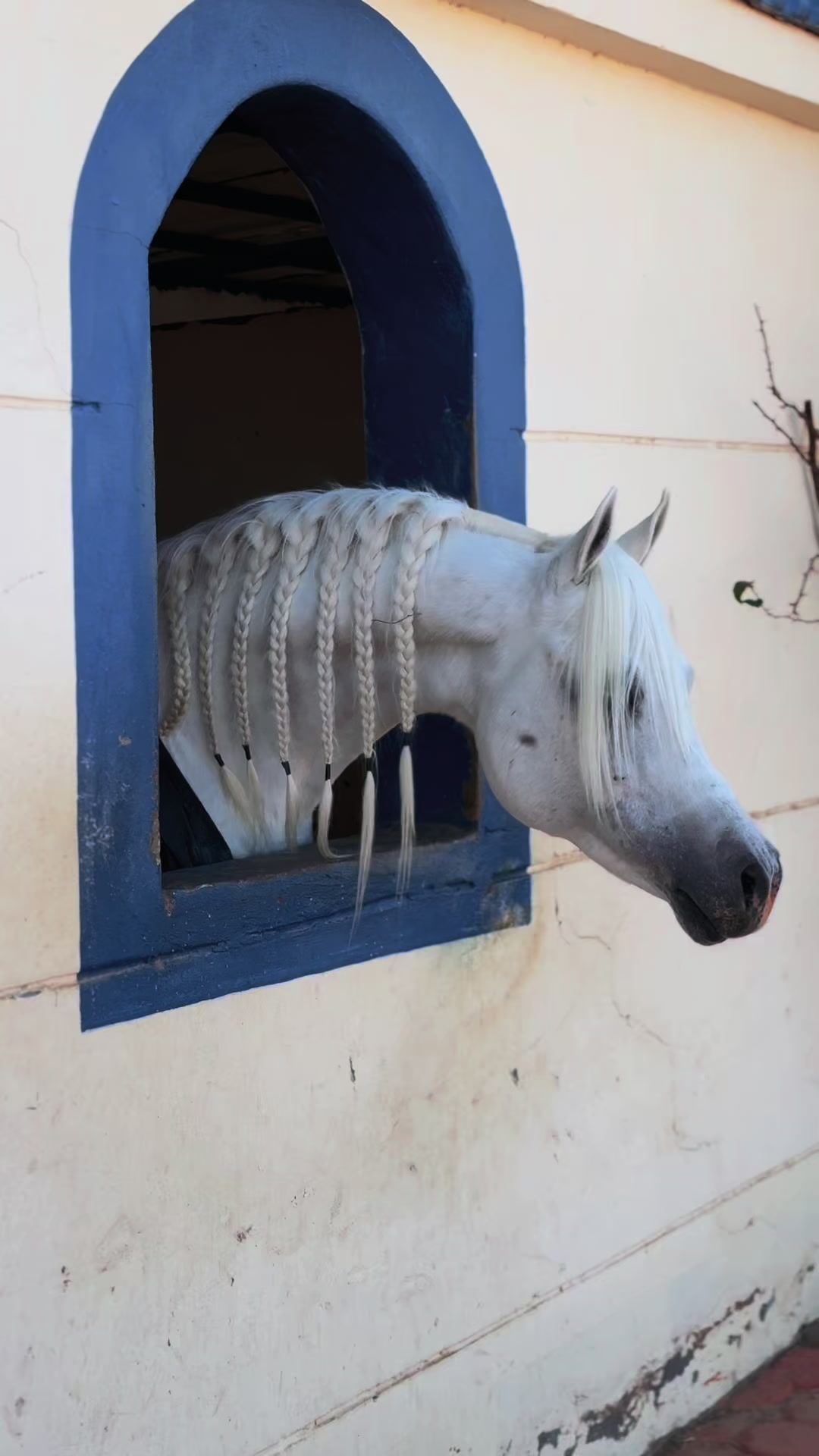 @هاني الدابس الشراري🐎