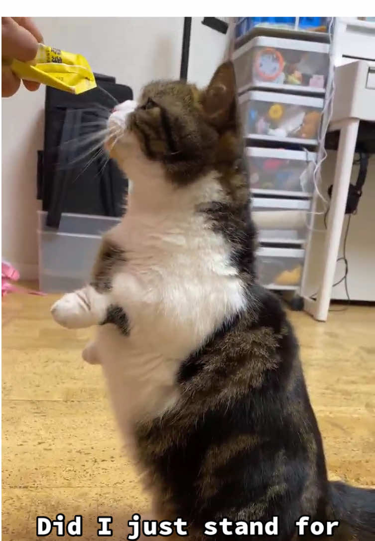 @PawsAndClaws