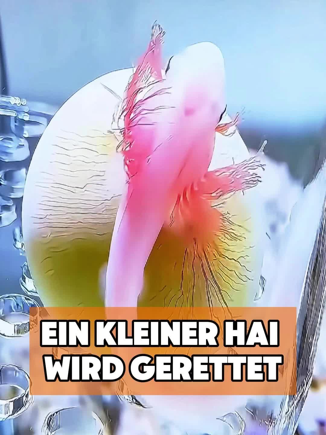 @toto_tier