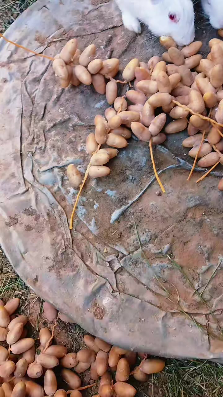 @(البُحيري)87