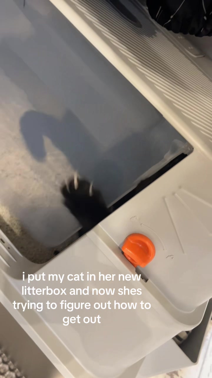 @spaghet_bolognese