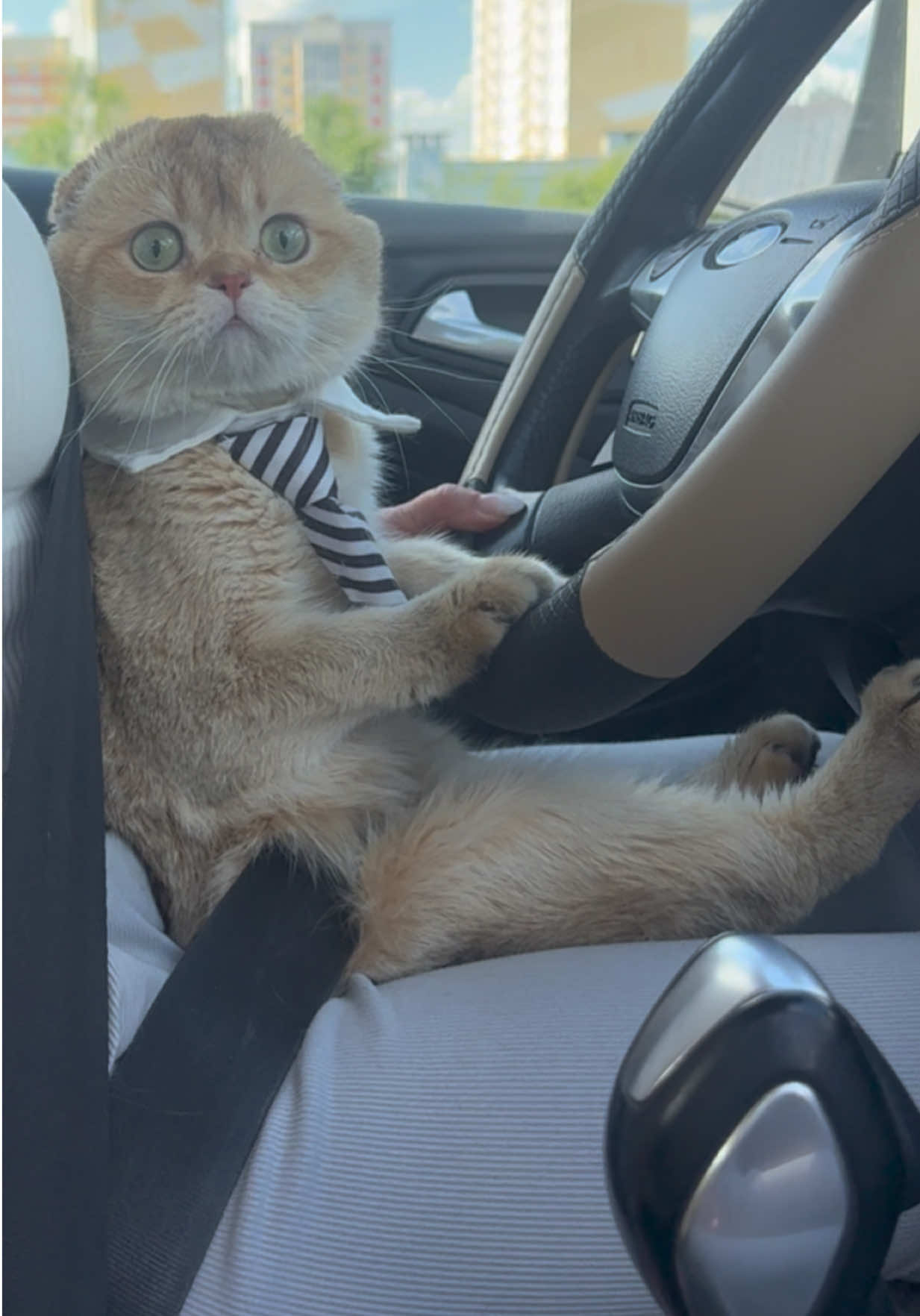@swetlana_kittycat