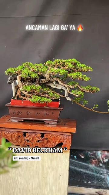@warbonsai_purwodadi