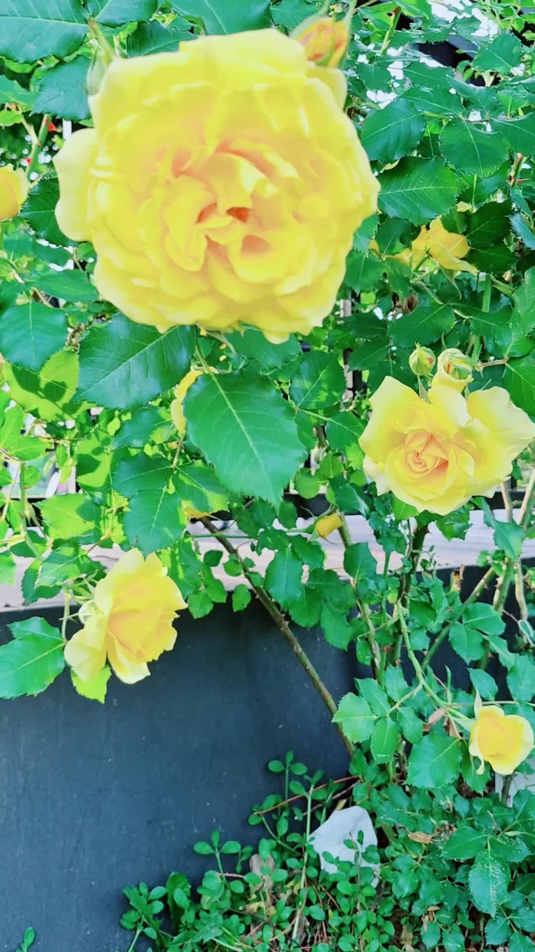 @캔디