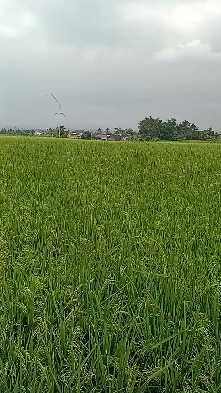 @๐ด๐
๐
๐ฐ ๐ฐ๐ผ๐พ๐
