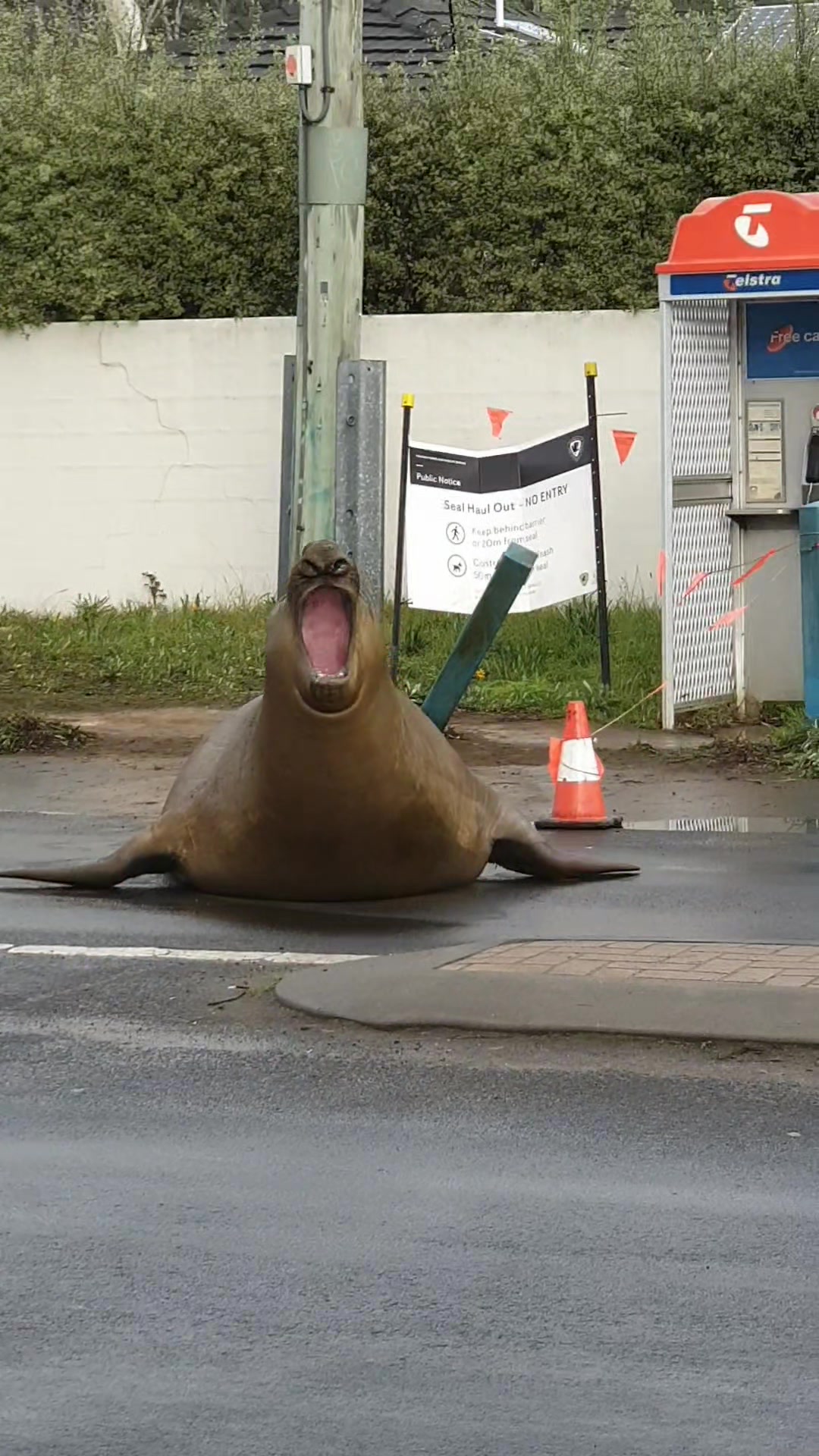 @Neil the Seal 🦭