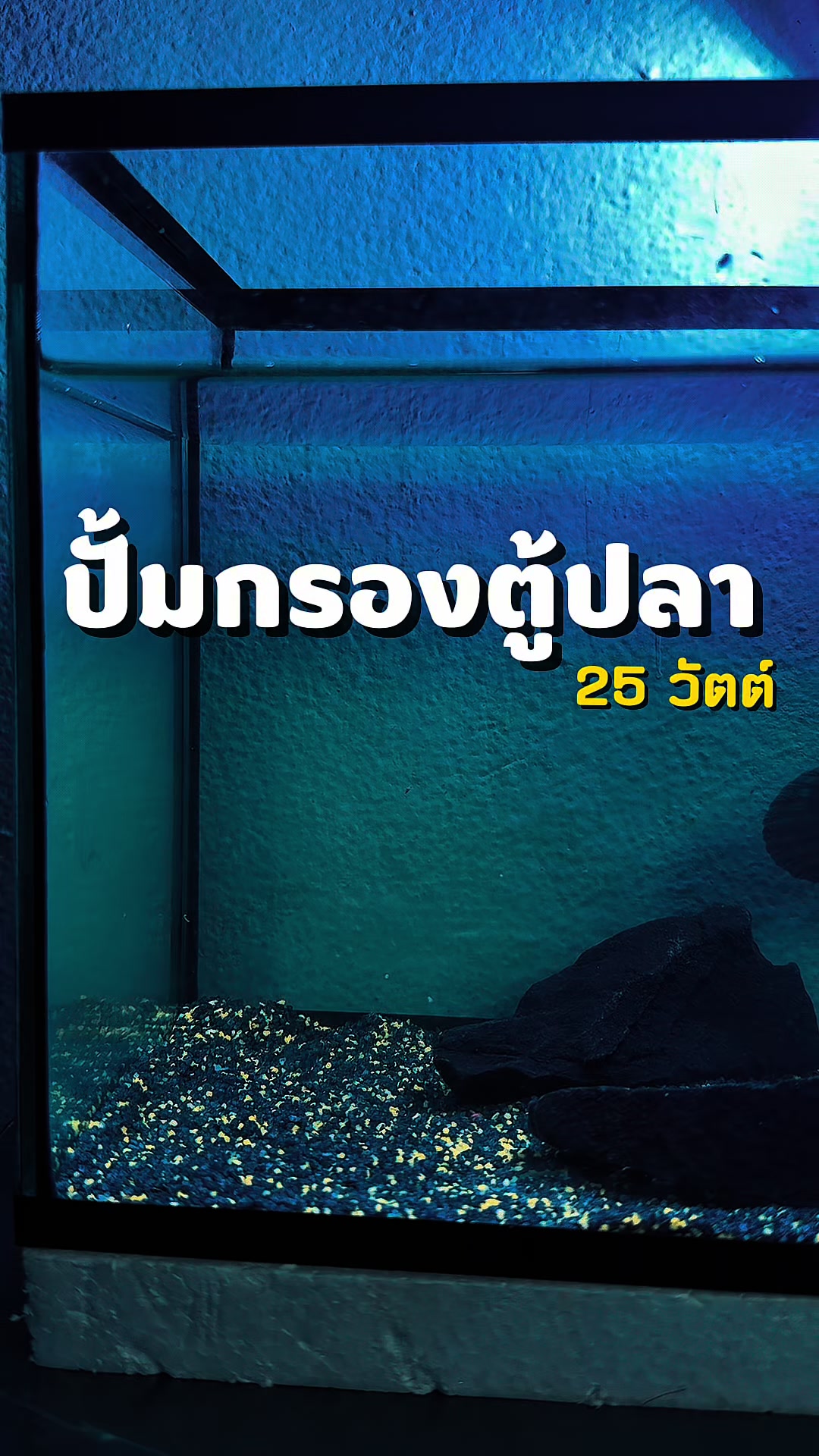 @แมวพารีวิว