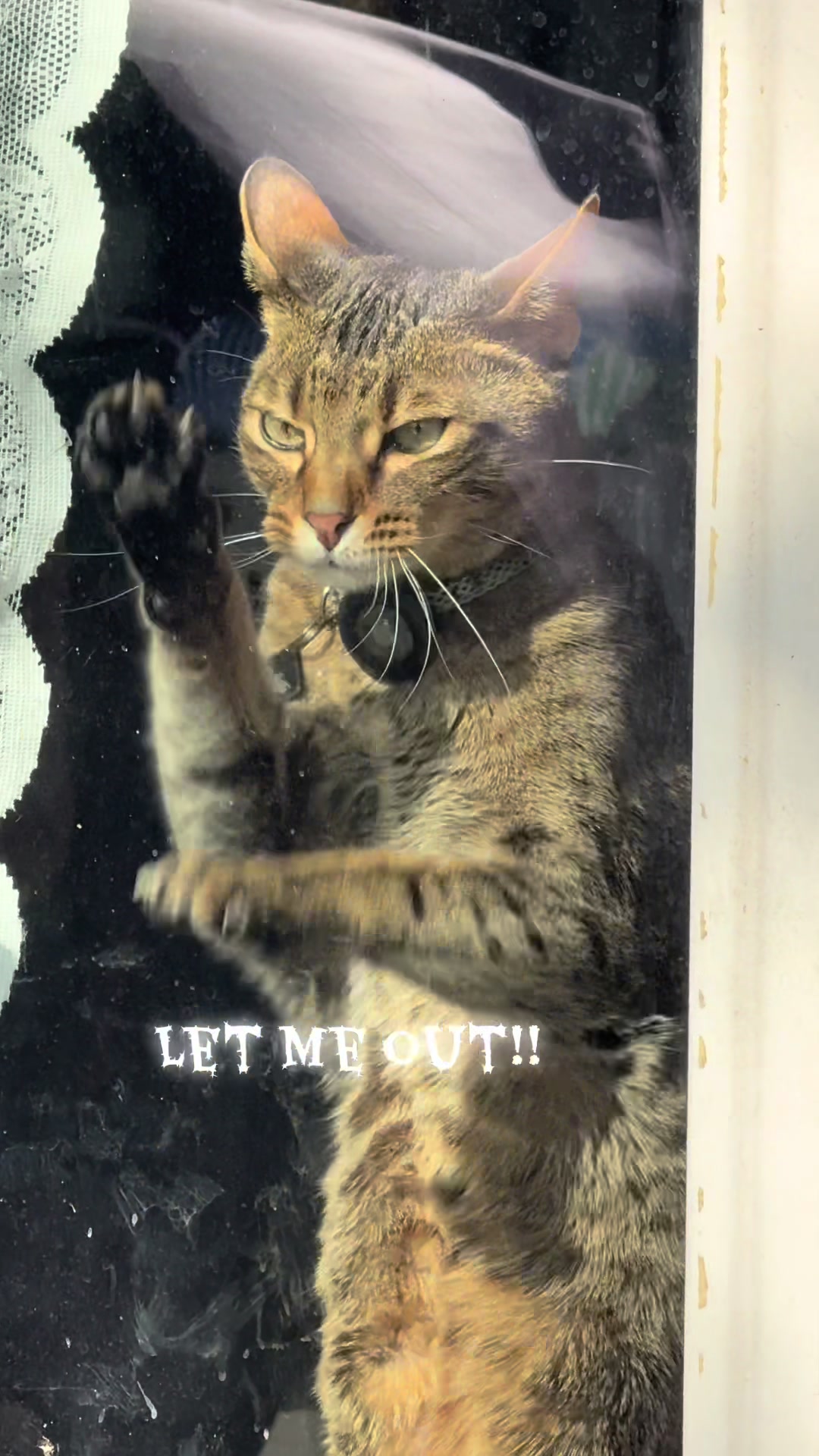 @Atlas the Cat