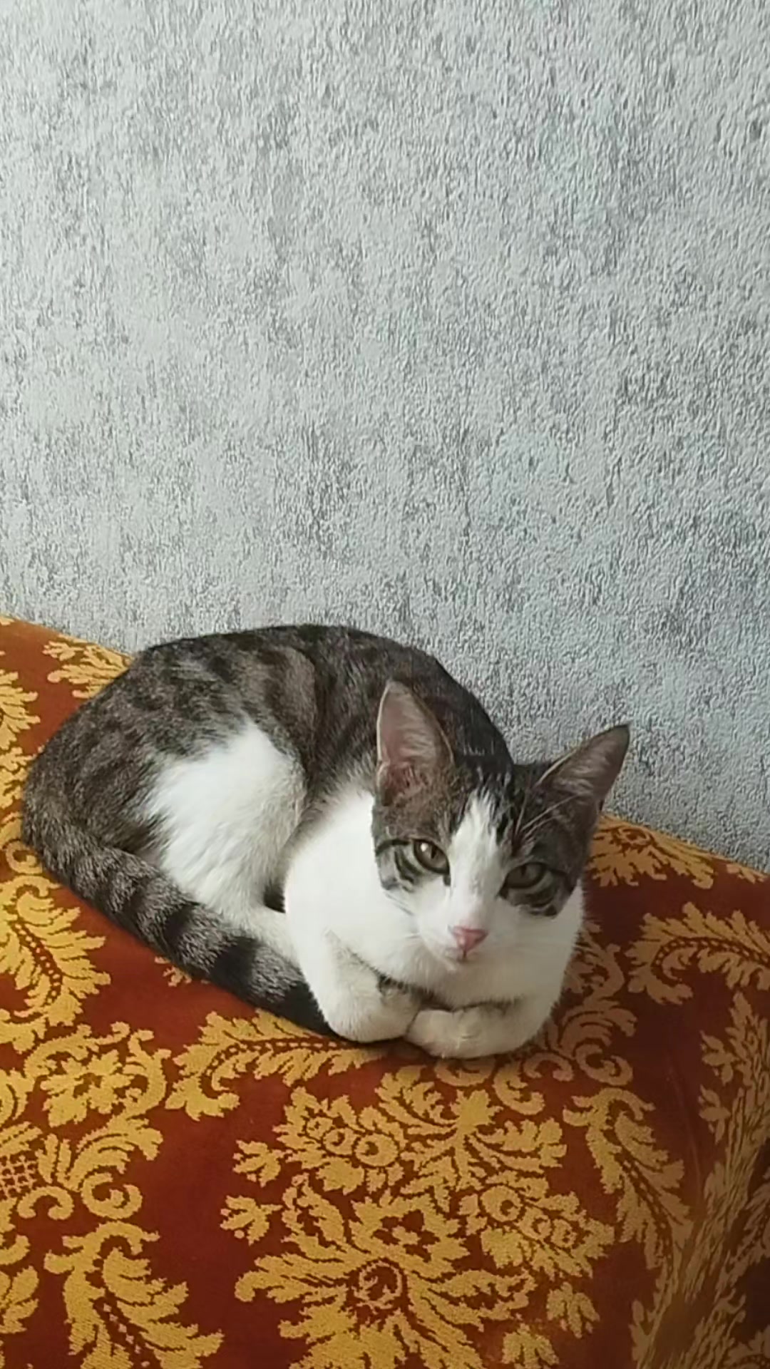 @miniş