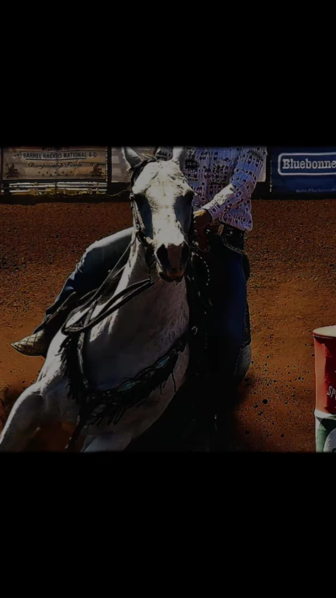 @TF Performance Horses