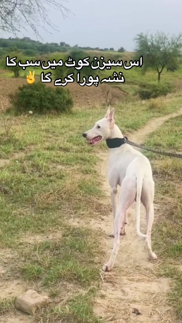 @چوہدری  حمزہ گجر🐾