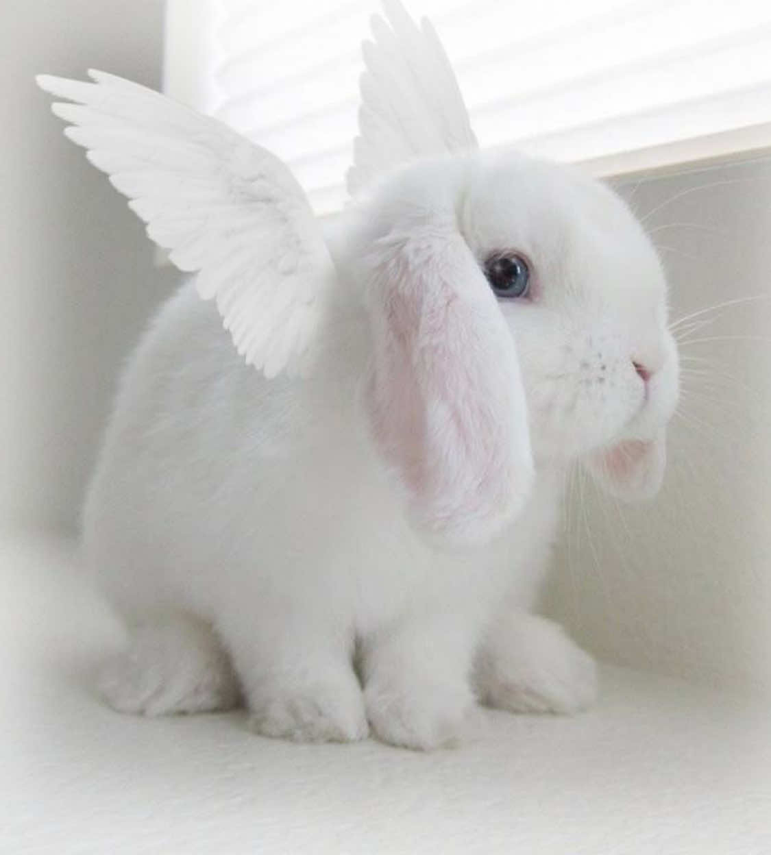 @꒰ྀི১ 𝒜𝓃𝑔ℯ𝓁 ໒꒱ིྀ