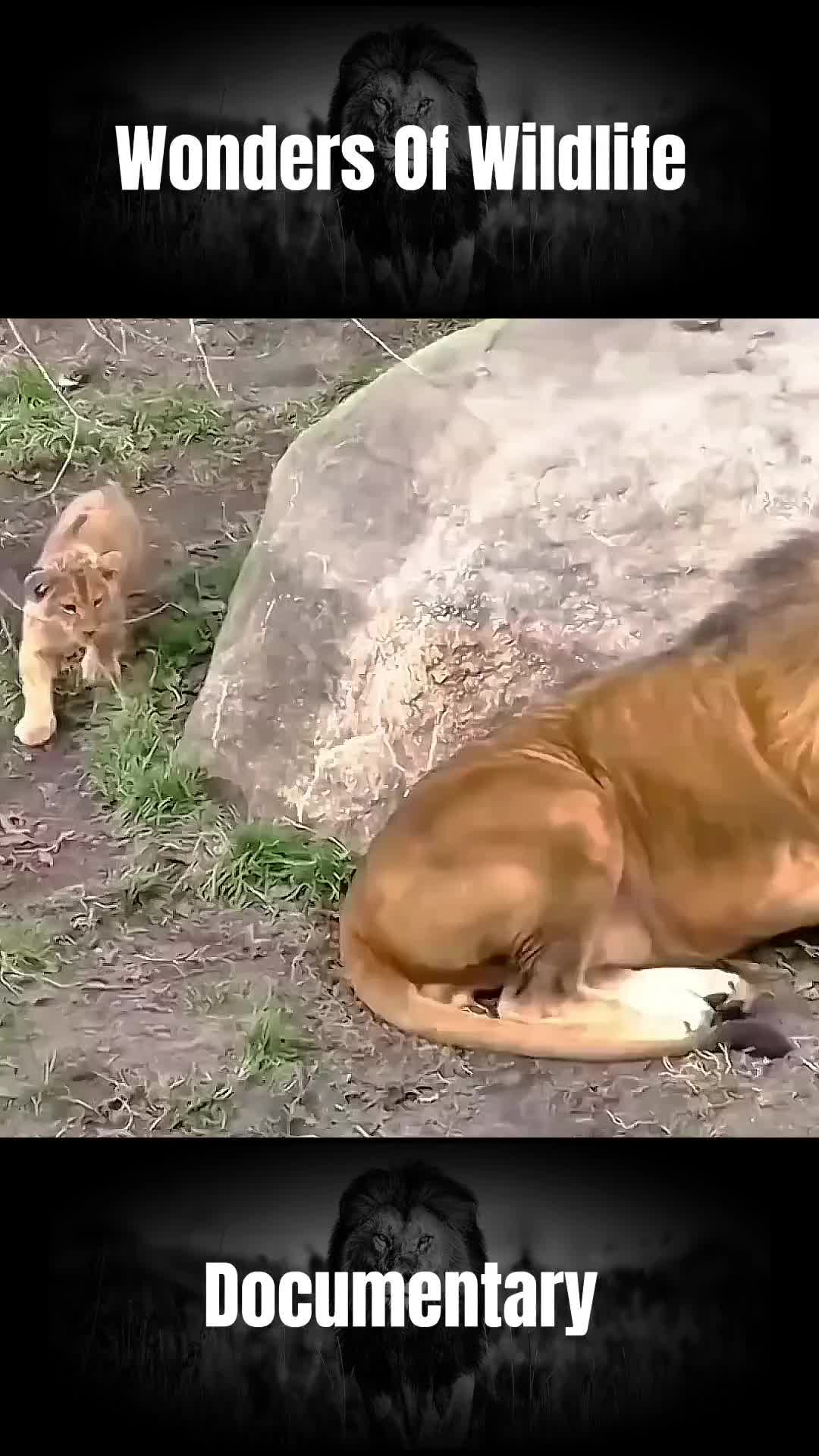 @𝐀𝐧𝐢𝐦𝐚𝐥𝐬 𝐋𝐢𝐟𝐞