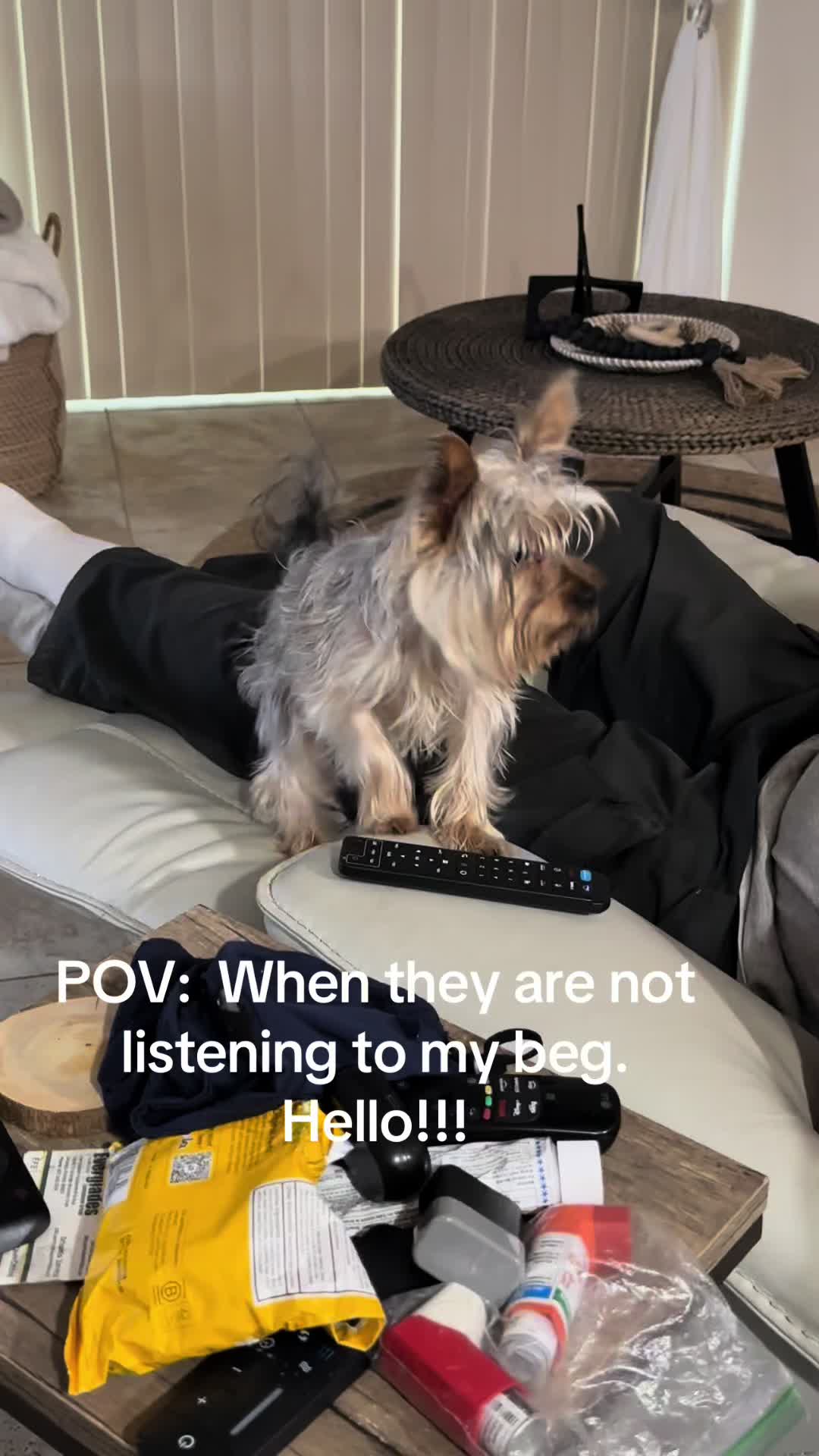@Penny the Yorkie