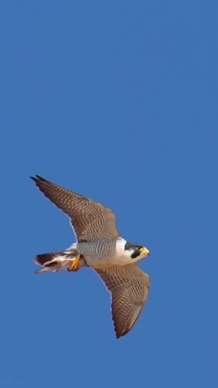@🦅ZA_KO🦅