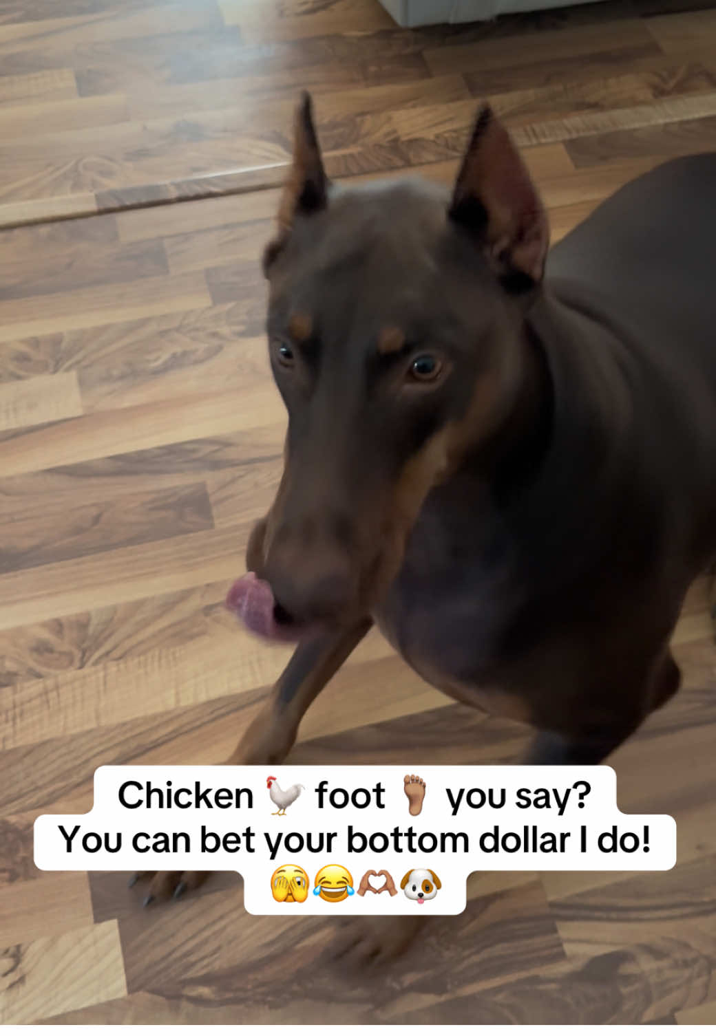 @Chocko The Doberman