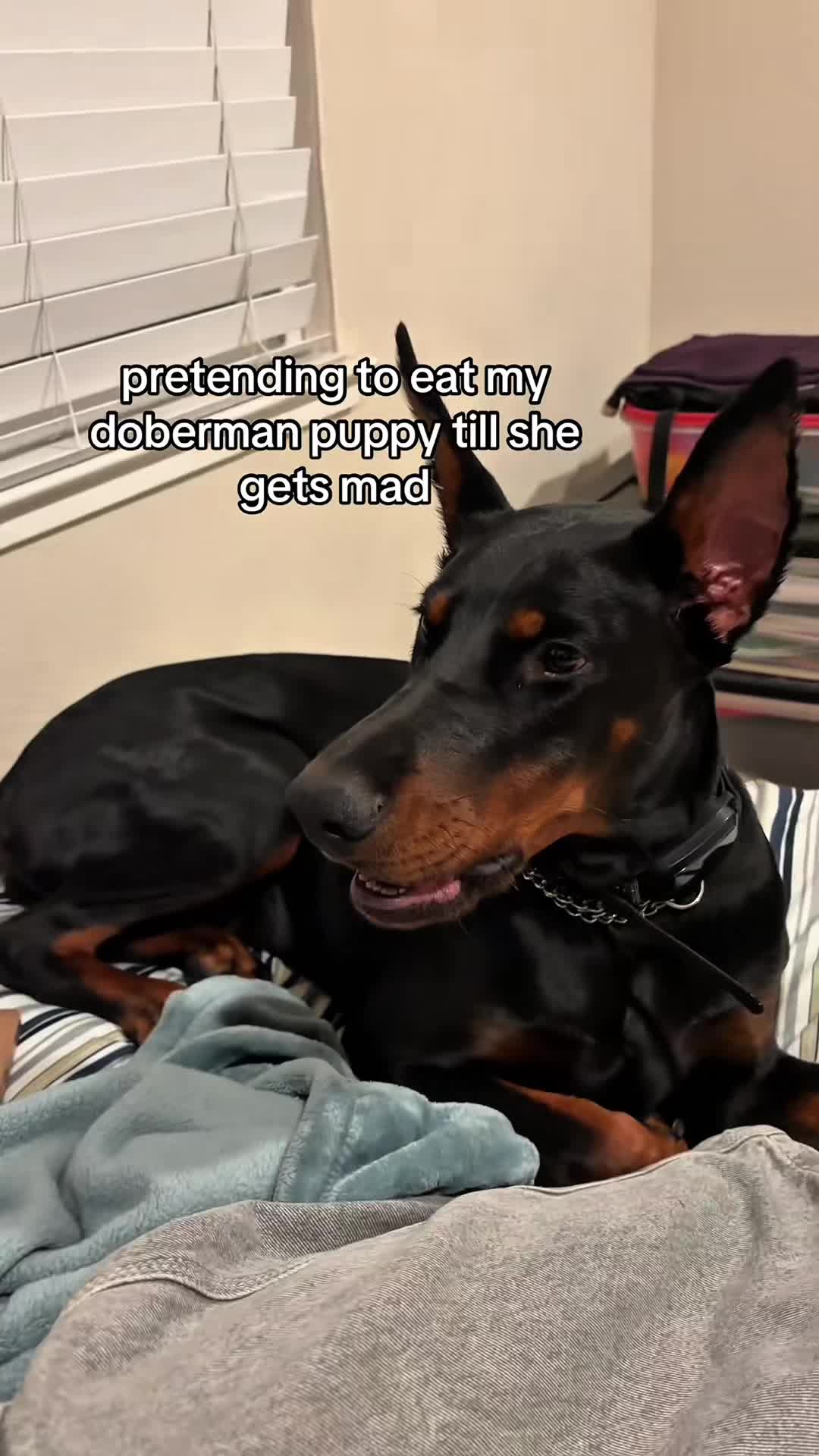 @funnyvideo3782