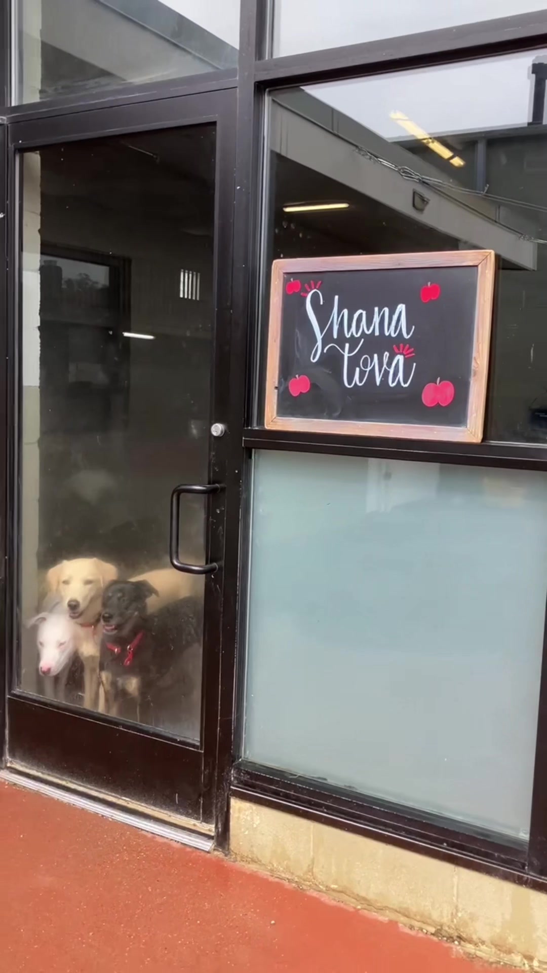 @Doggieinthewindow