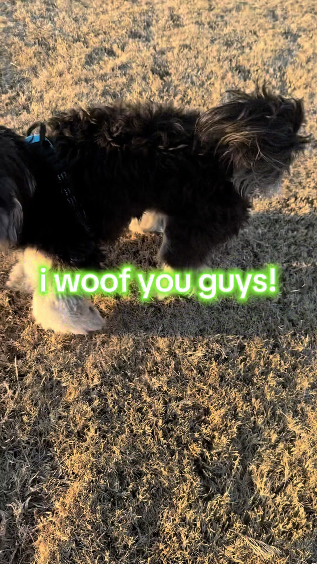 @louielookout