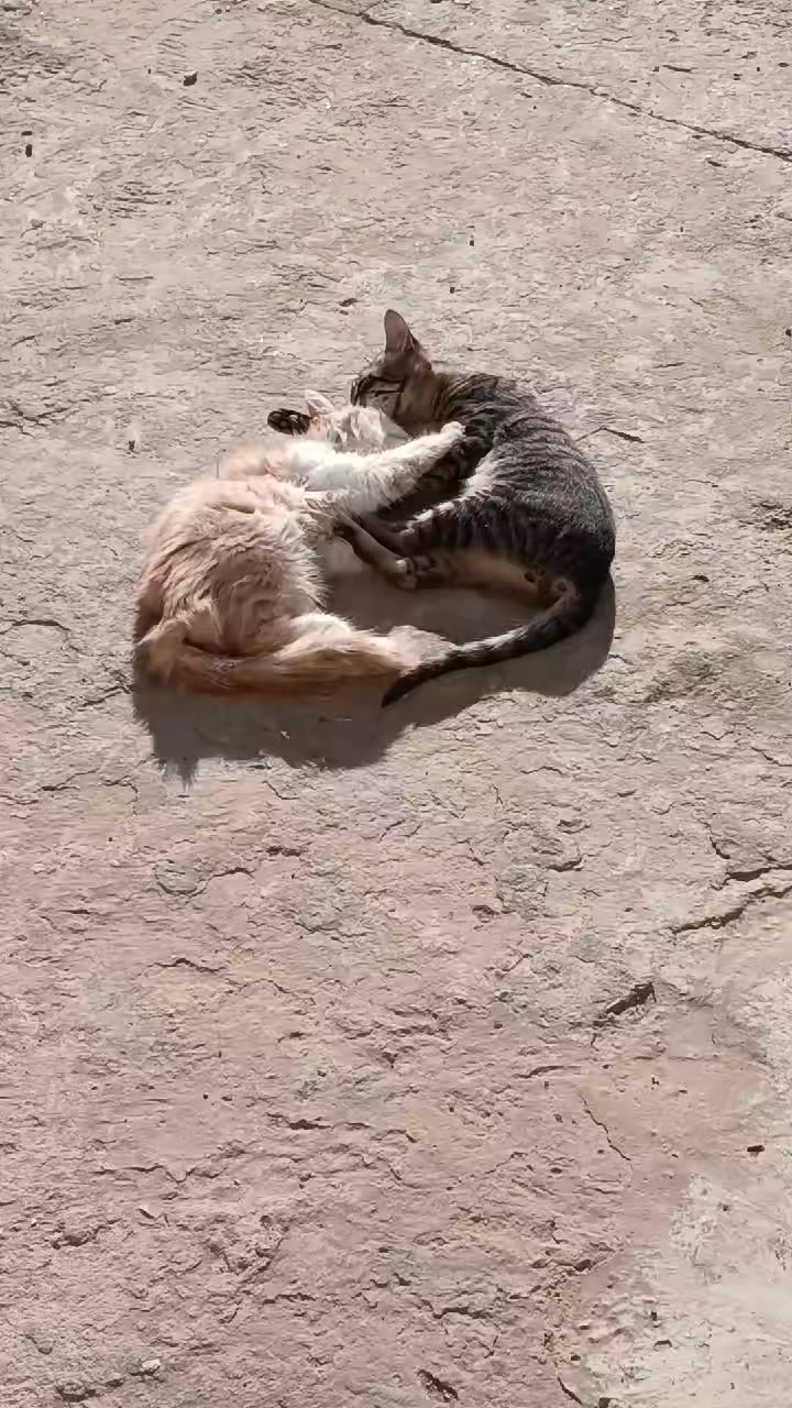 @صياد عين فراني