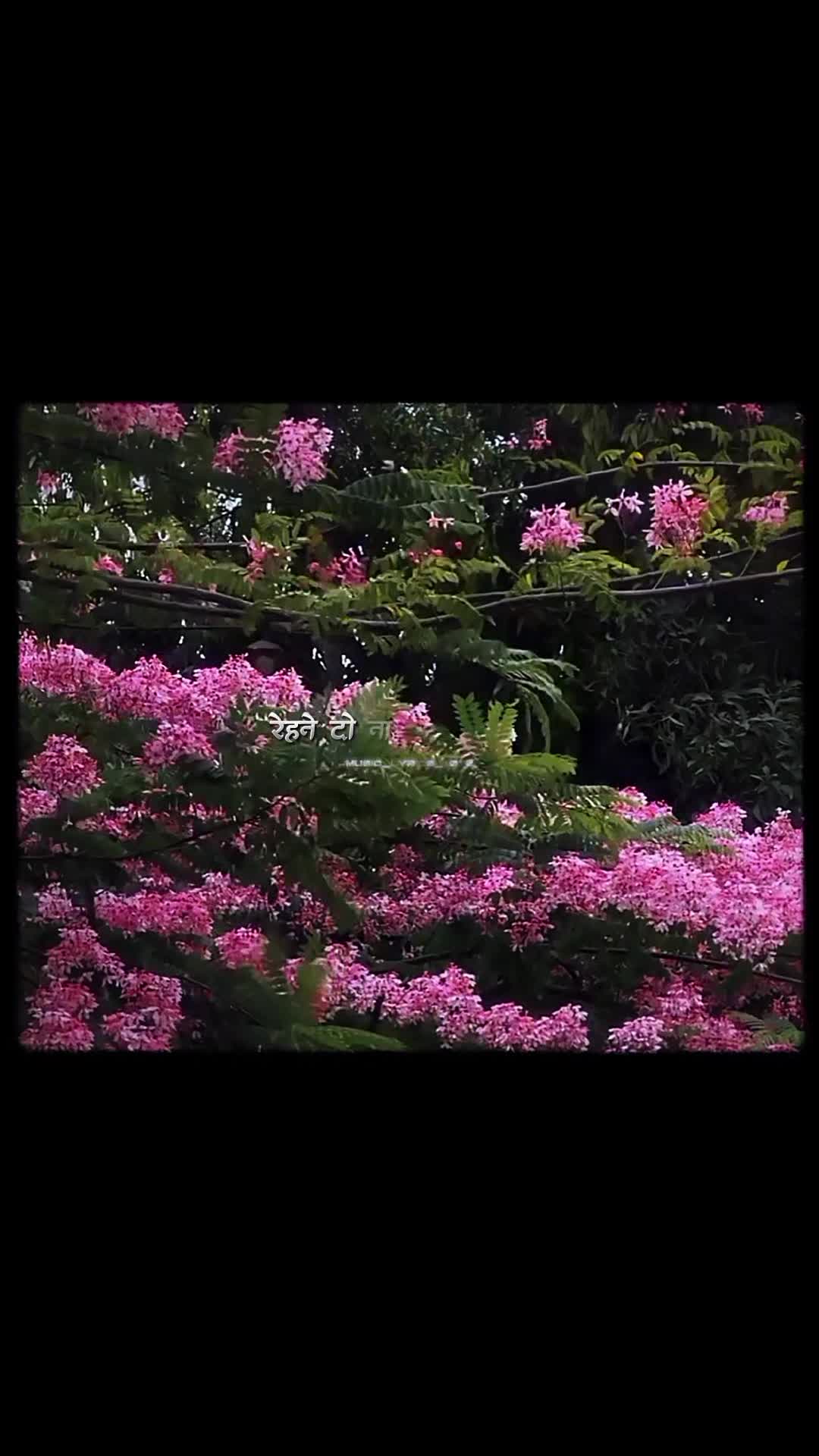 @『 रा हुल ꪝ&alpha;፝֟』