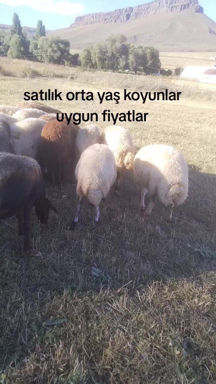 @Ramazan,c