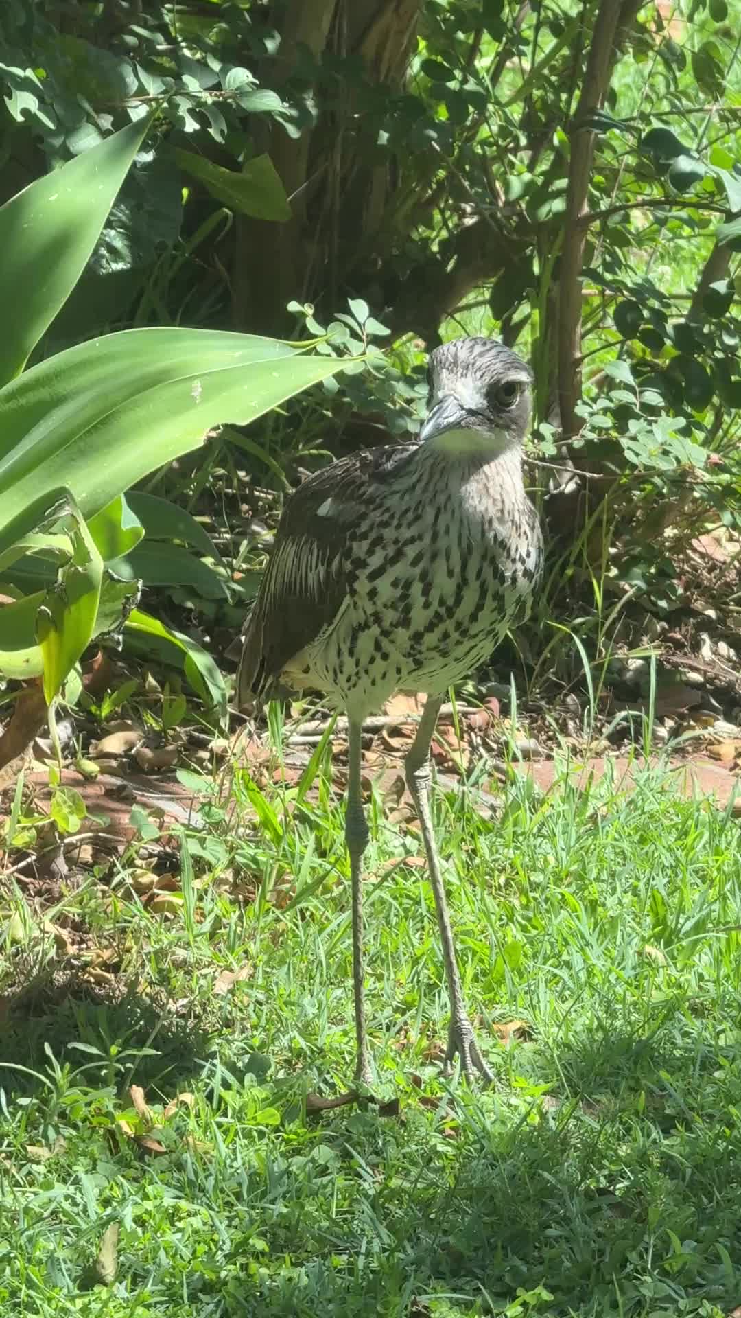 @V Aussie