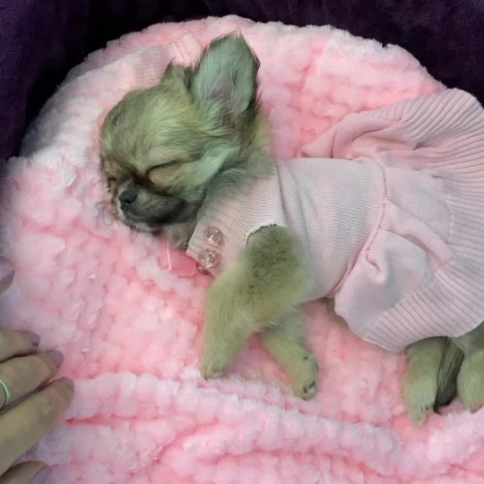 @teacupchihuahua