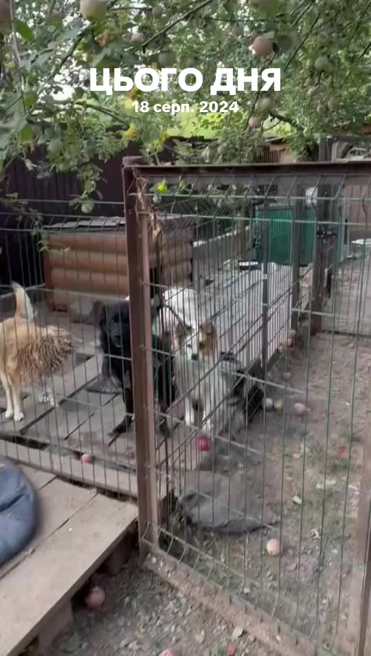 @Світлана Ткачук