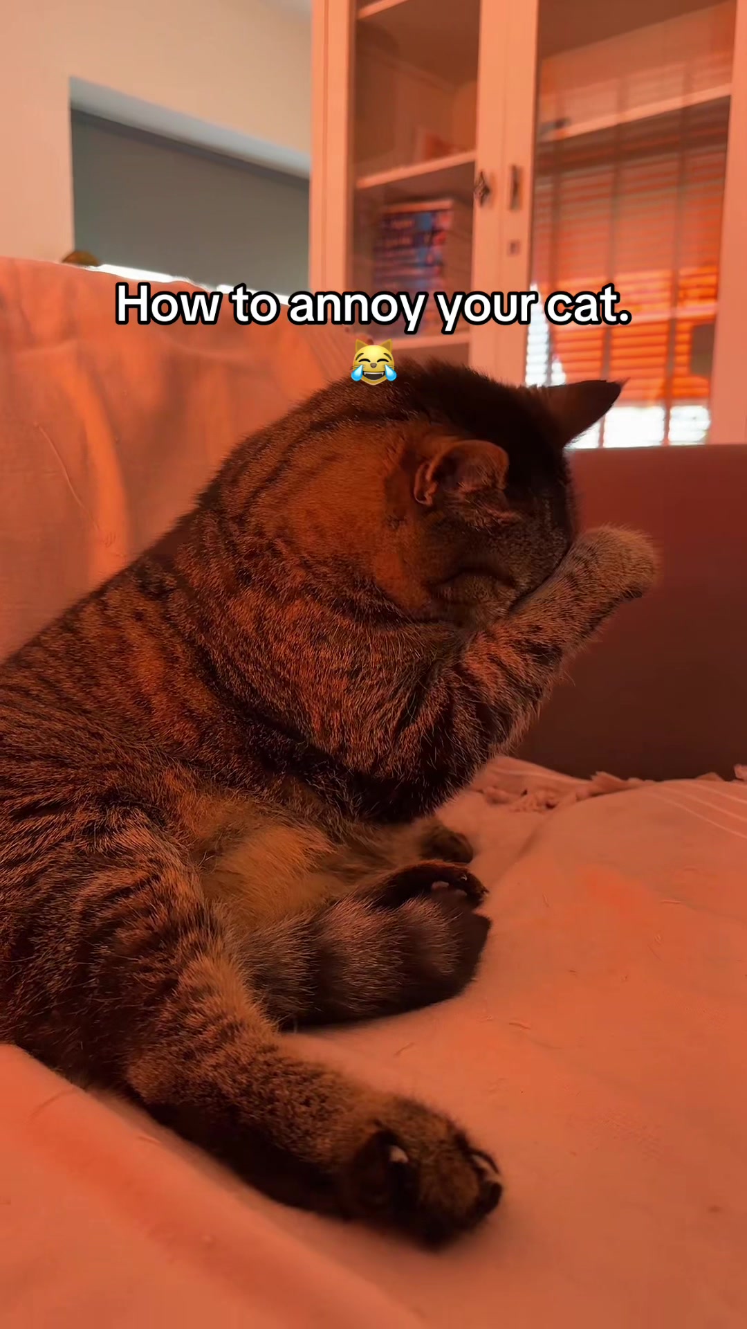 @Joep_the_ rescuecat
