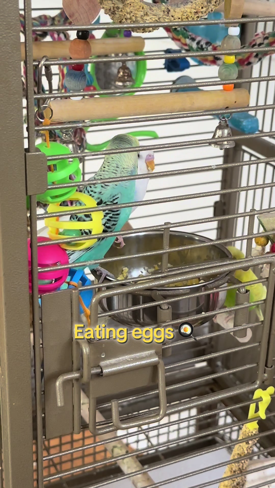 @The budgie trio