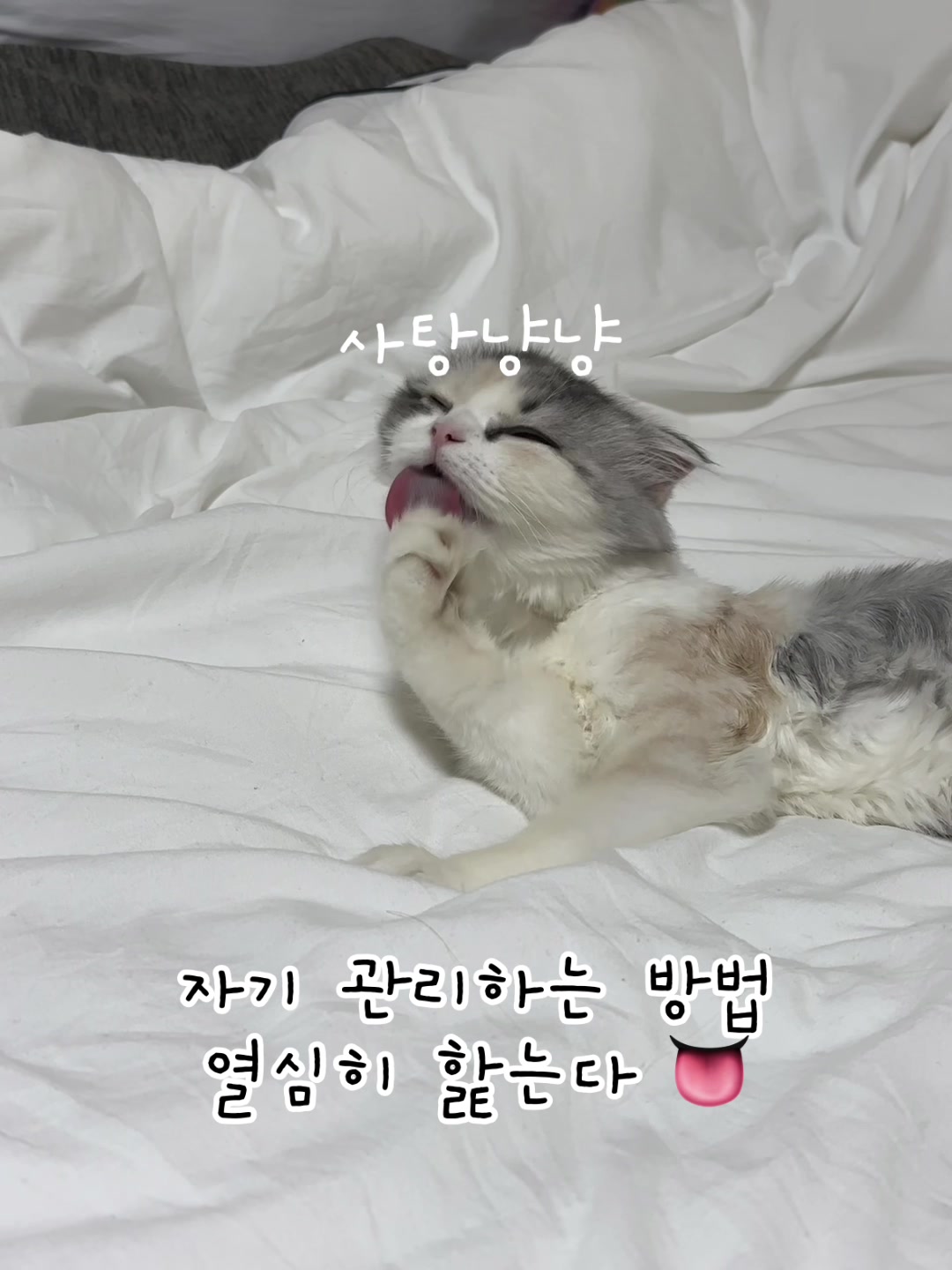 @미용실 고양이 뽀