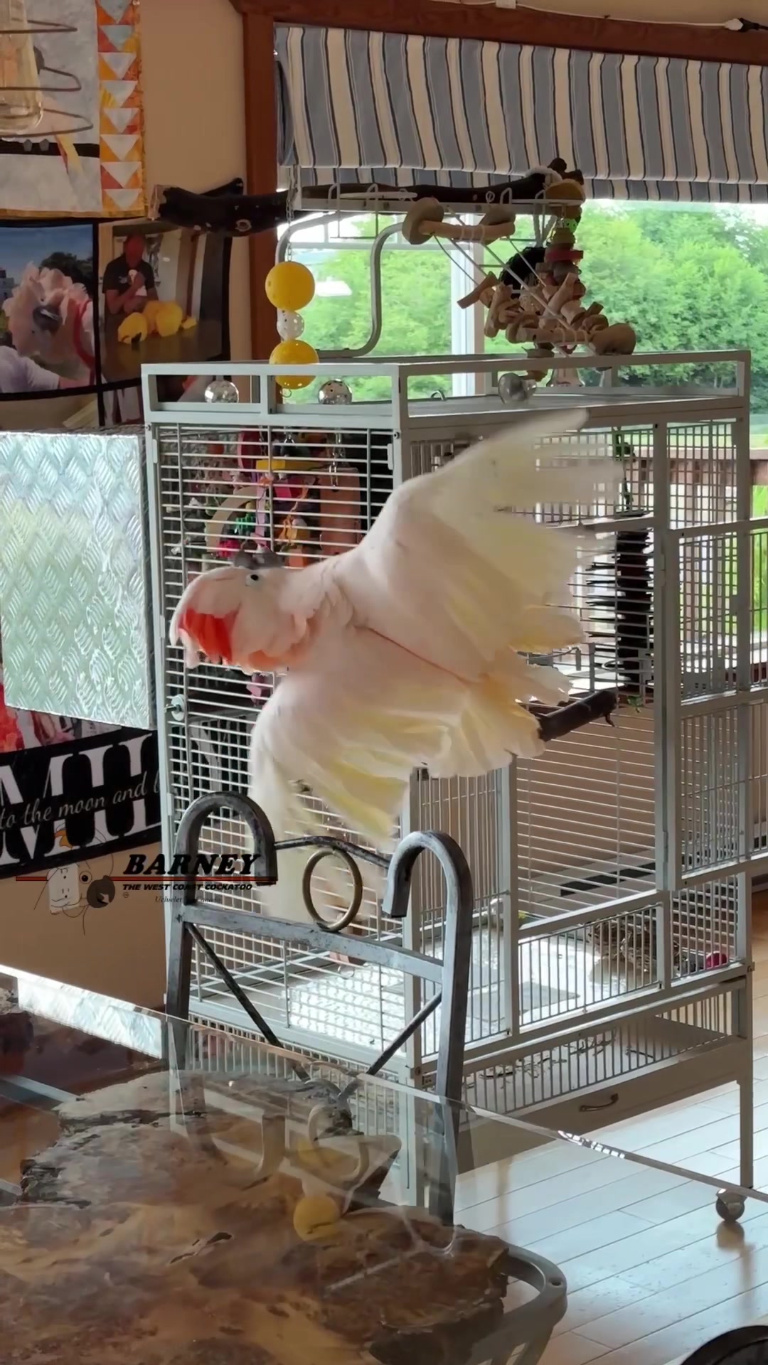@Barney the West Coast Cockatoo