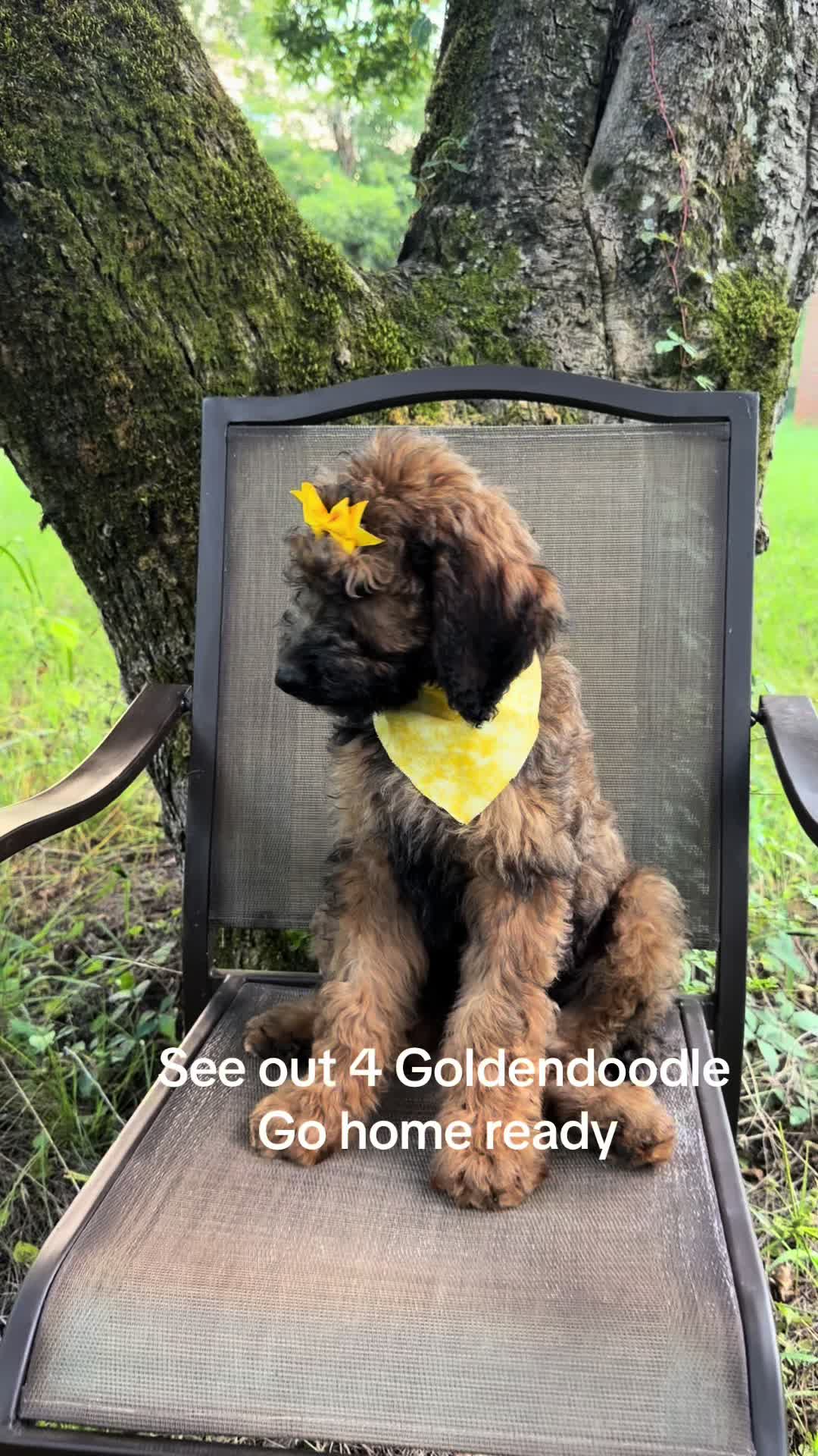 @atlantadoodlesandpoodles
