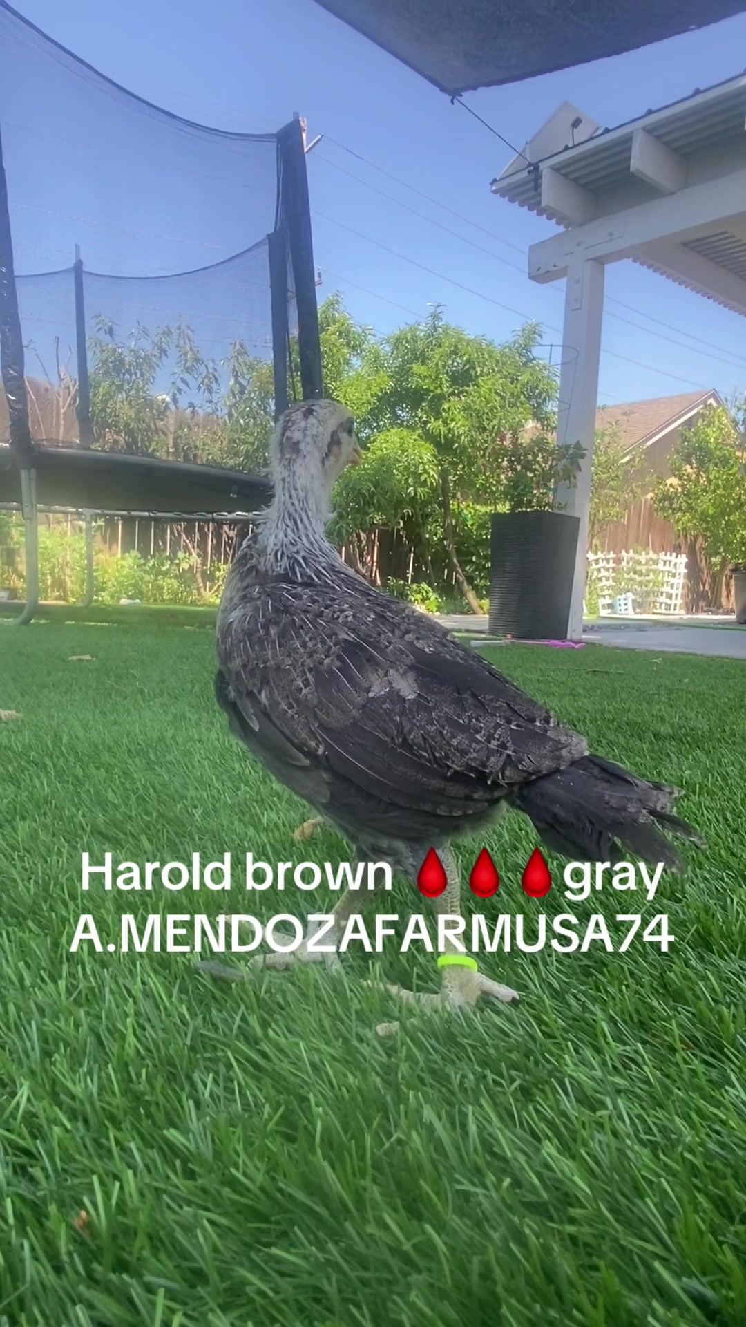@A.MENDOZA.FARM.USA 74HWY