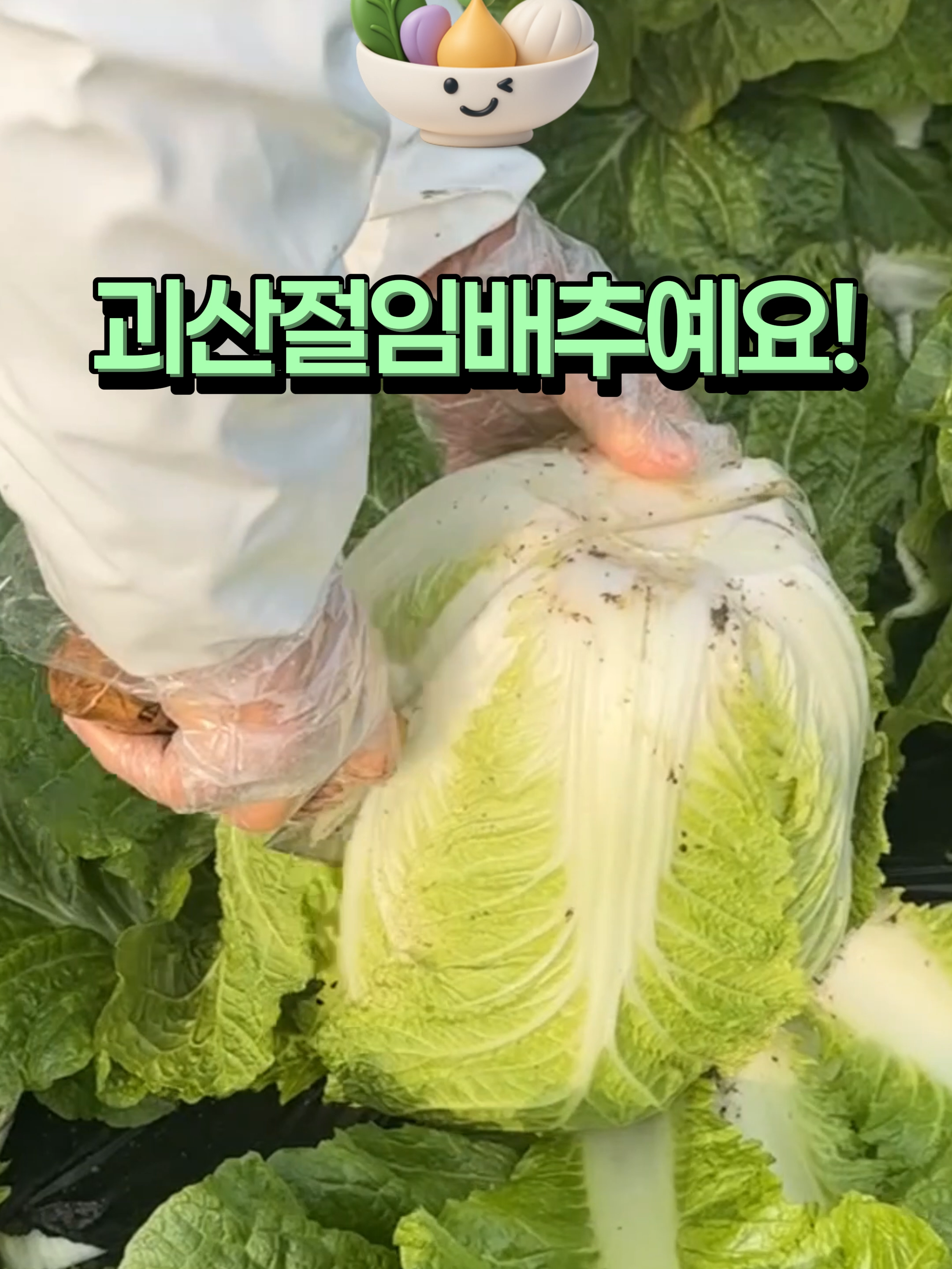 @아삭-괴산절임배추
