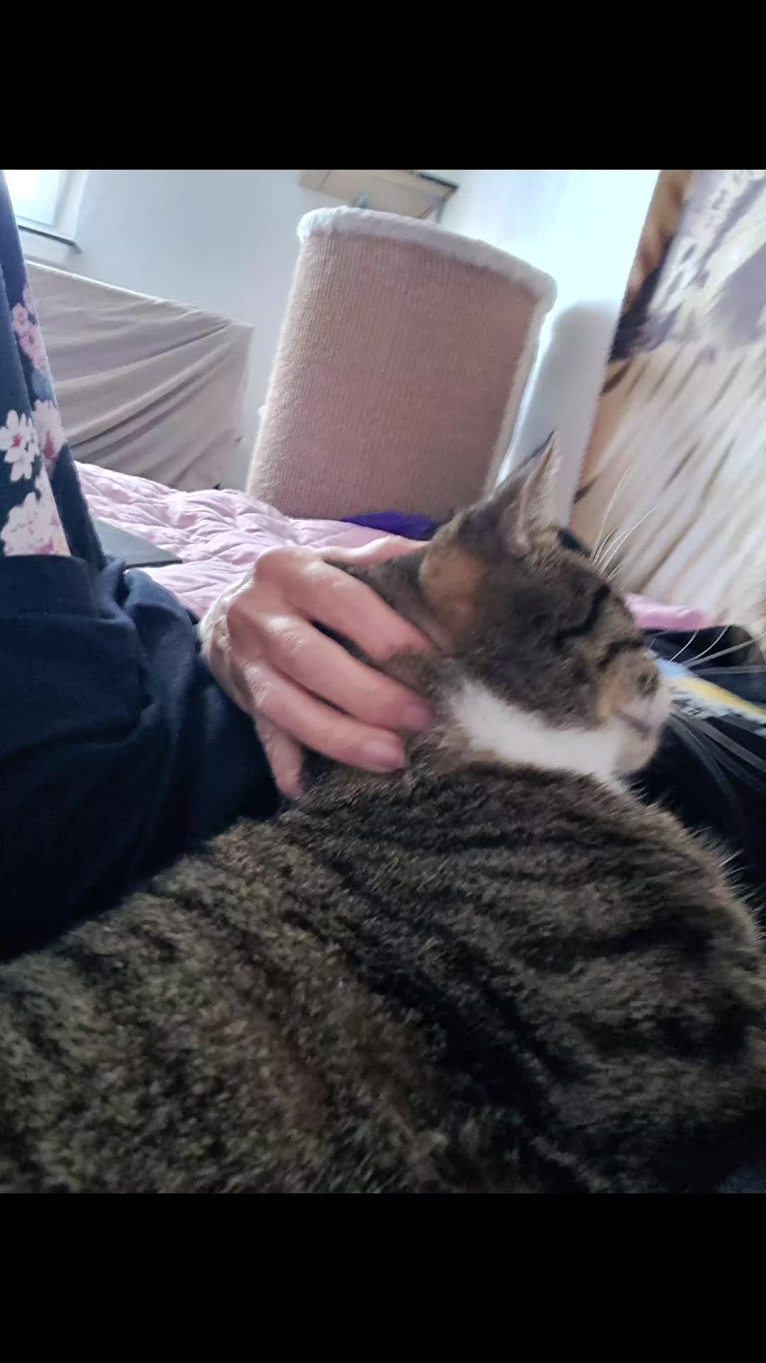 @Badcat _DHC🦁🦁