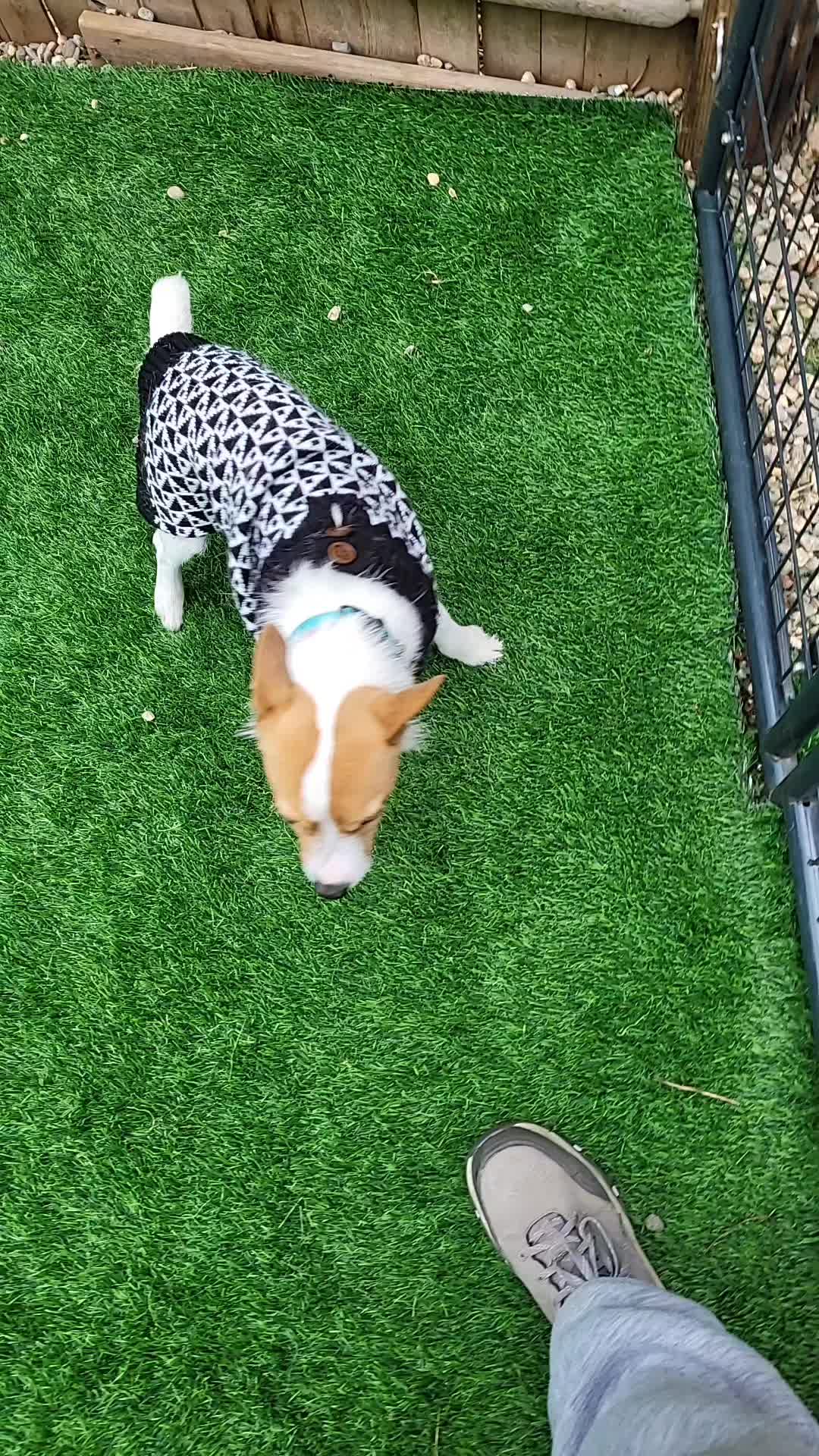 @Magicdogland.com