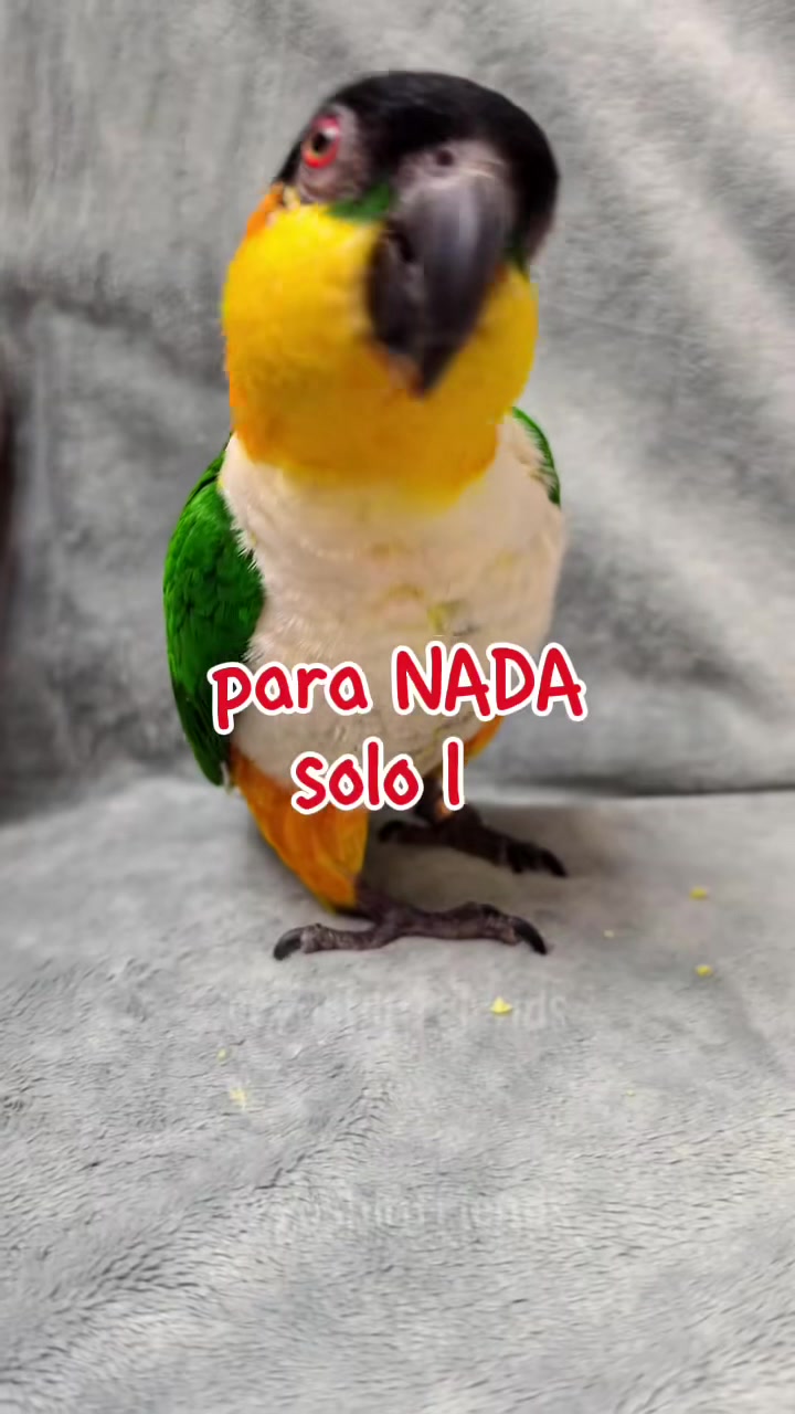 @guadalupearaiza335