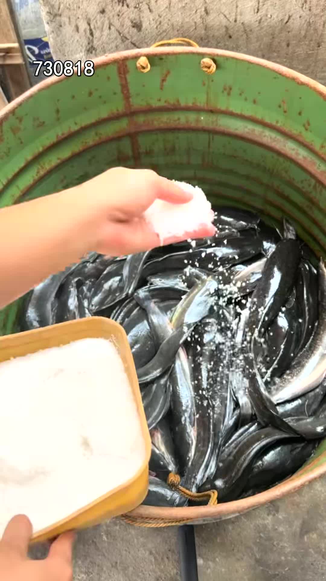 @pjtqbc