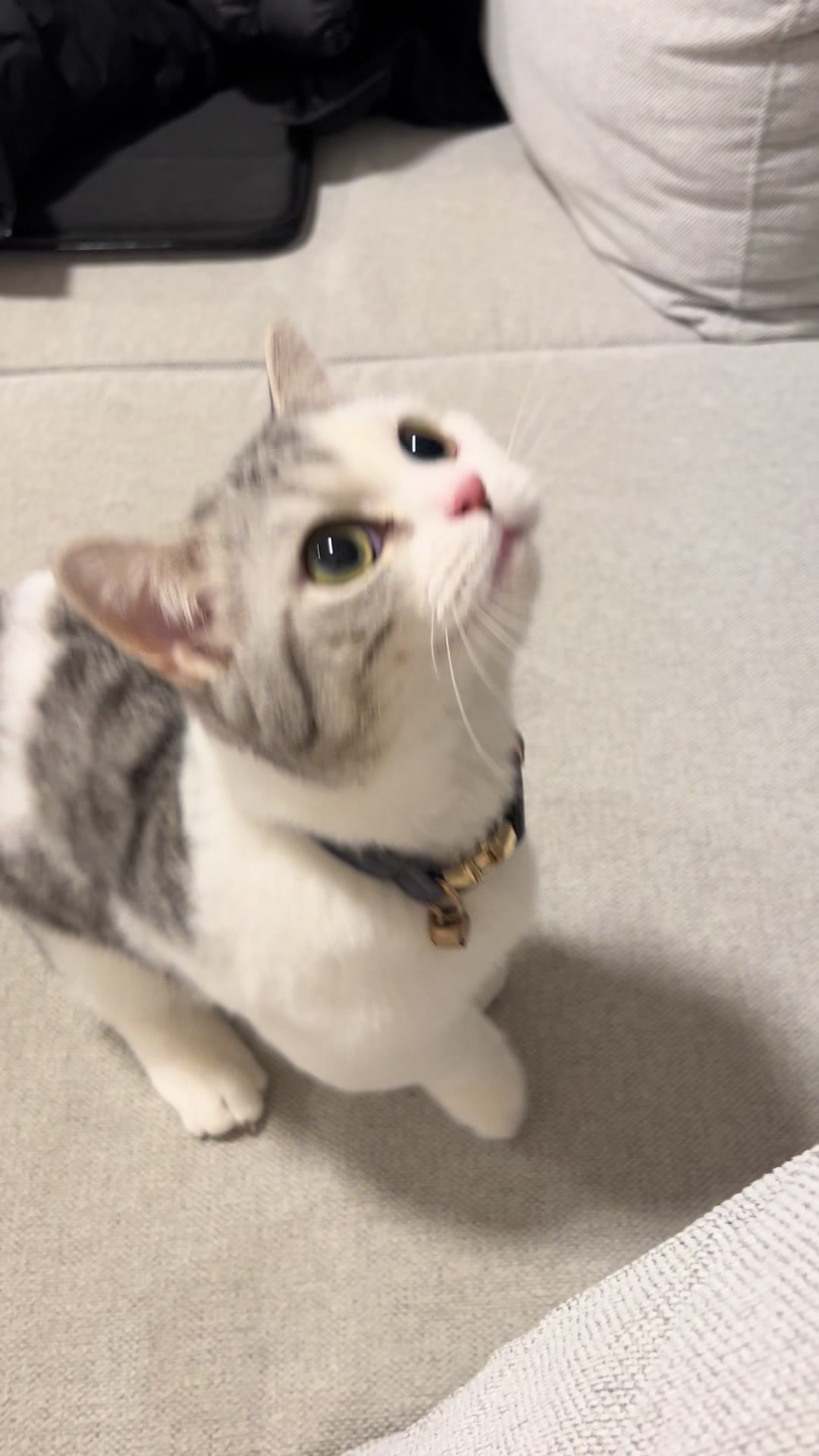 @短足マンチのえる♂