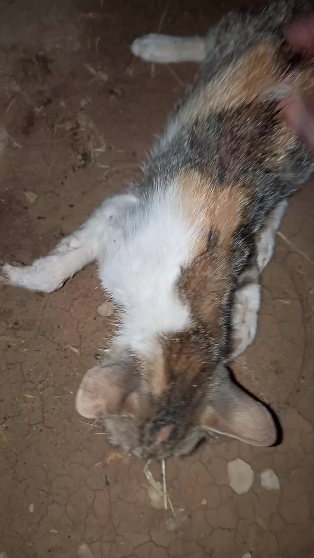 @اسماعيل خليل